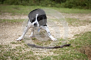 Dog shaking off water