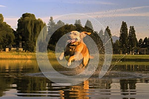 dog shaking off water near a lake or pond