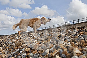 Dog Shaking Off Water On Pebble Beach