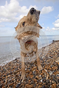 Dog Shaking Off Water On Pebble Beach