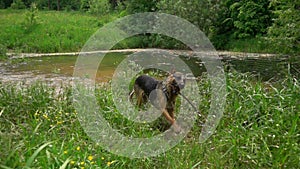 Dog shaking off water, slow motion.