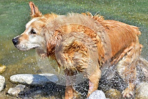 Dog shaking off water after swimming in a river