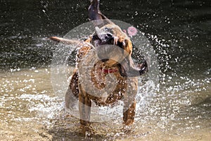 Dog Shaking In River