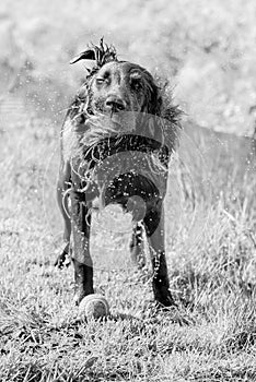 Dog shaking of the water