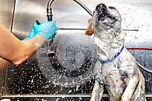 Dog Shaking Water Off After Bath at Groomer
