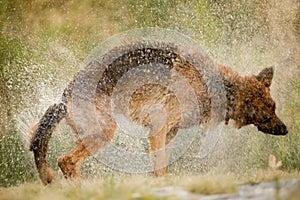 Dog Shaking Water off itself. German shepard dog shake off the water create a huge amount of small drops