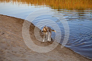 Dog shaking water off by lagoon