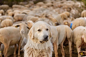 Dog and sheep grazing. El Tarter, Canillo, Andorra. photo