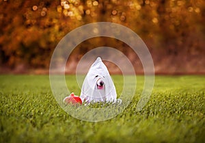 dog in a sheet as a Ghost with a burning pumpkin on the eve of Halloween sitting on the green grass in the autumn garden