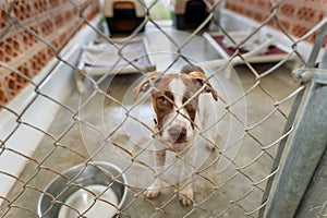 Dog Shelter Adopt Rescue Animal Pet