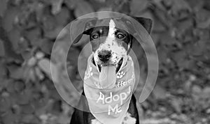 Dog Shelter Animal Rescue Adoption Black And White