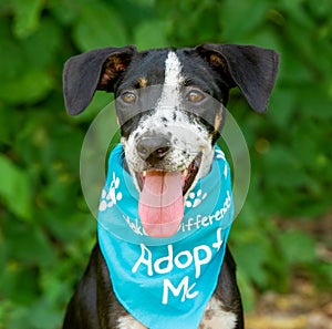 Dog Shelter Animal Rescue Adoption Vertical