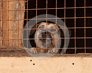 Dog in shelter barks