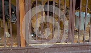 A dog in a shelter eating dog`s food