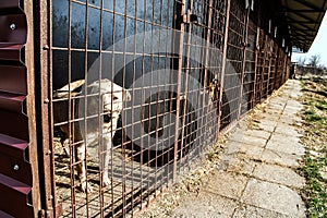 Dog shelter - hope - animal cruelty