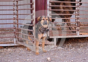 Dog in the shelter near the cage.homeless dog in a dog shelter