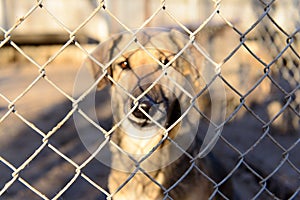 Dog in shelter