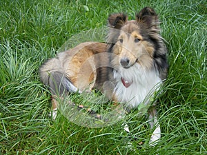 Dog Sheltie