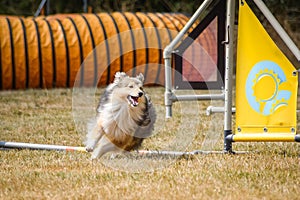 Dog sheltie in agility obstacle.