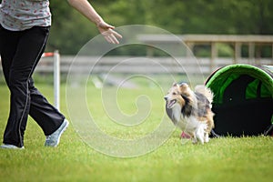 Dog sheltie in agility tunel. photo