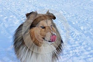 Dog shelty on a snowy background photo