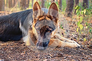 dog shepherd close-up