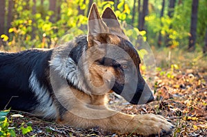 dog shepherd close-up