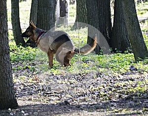 Dog Shepherd Dog shit in the park. Environmental pollution. Sunny spring day