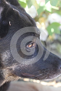 Dog shepherd mix 1109