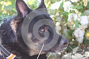 Dog shepherd mix 1117