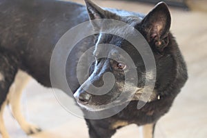 Dog shepherd mix 3081