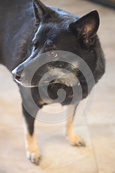 Dog shepherd mix 3082