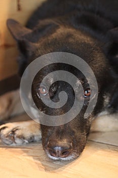 dog shepherd mix 4624