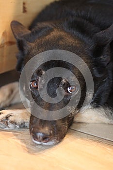 Dog shepherd mix 4627