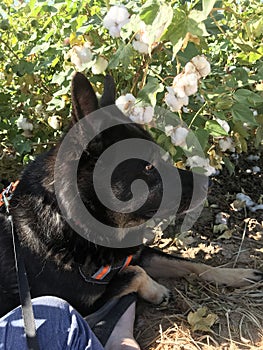 Dog shepherd mix 5805