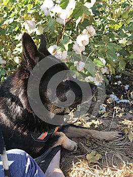 Dog shepherd mix 5806