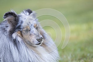 Dog, Shetland Sheepdog, headshot