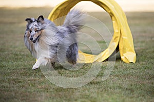 Dog, Shetland Sheepdog, Sheltie, agility