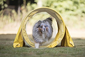 Dog Shetland Sheepdog, Sheltie, running in agility tunnel