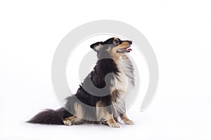 Dog, Shetland Sheepdog, sitting