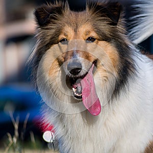 Dog, Shetland sheepdog waiting to play on grass