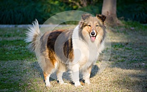 Dog, Shetland sheepdog waiting to play on grass