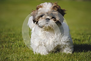 Dog Shi-Tzu photo