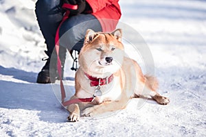 Dog of the Shiba inu breed lies on the snow on a beautiful winter forest background