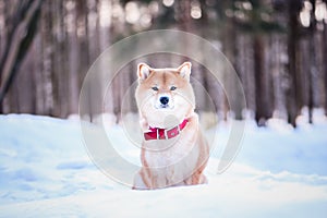 Dog of the Shiba inu breed sits on the snow on a beautiful winter forest background