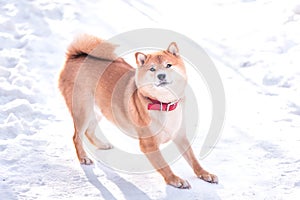 Dog of the Shiba inu breed stand on the snow on a beautiful winter forest background