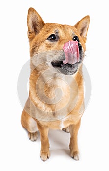 Dog Shiba Inu licking nose and looking with with curiosity