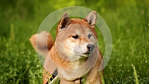 Dog Shiba Inu looks afar