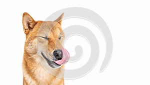 Dog Shiba Inu side view licking and smile wide sincerely emotions of joy.