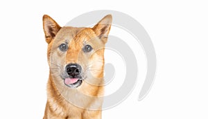 Dog Shiba Inu side view looking sideways and smile wide sincerely emotions of joy.